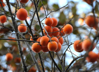 Tips for Choosing the Best Fresh Ripe Pink Watermelon