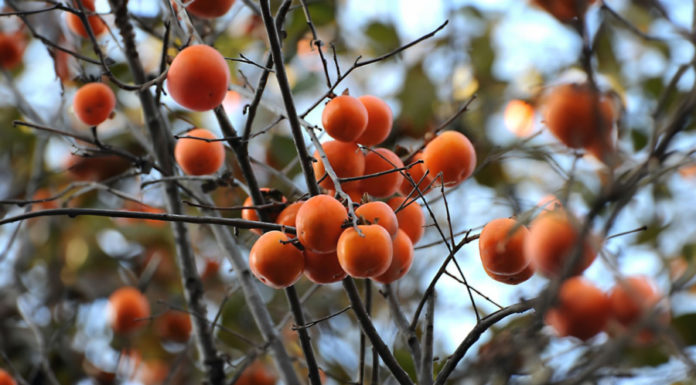 Tips for Choosing the Best Fresh Ripe Pink Watermelon