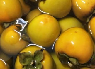 Eating soaked persimmons on an empty stomach is as dangerous as taking poison, because eating 5 persimmons can easily lead to fatal constipation.