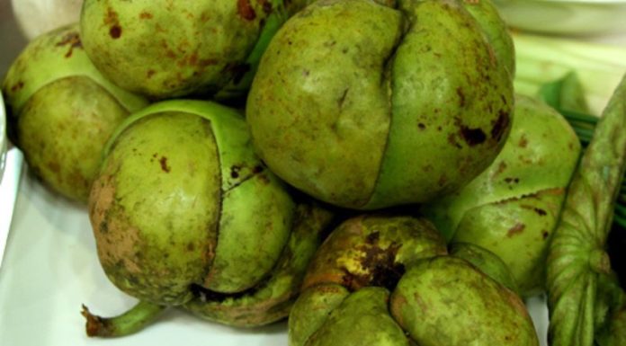 What is “Trai So”? A little-known specialty of the Northwest.