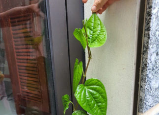 3 Plants to Grow in Front of Your House to Clear Acne Fast