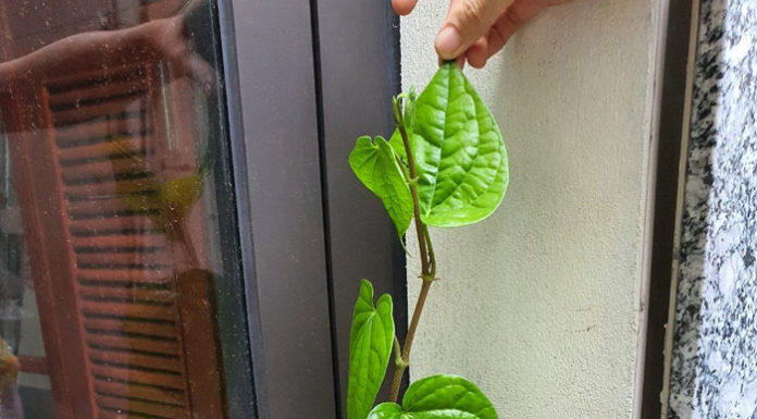 3 Plants to Grow in Front of Your House to Clear Acne Fast