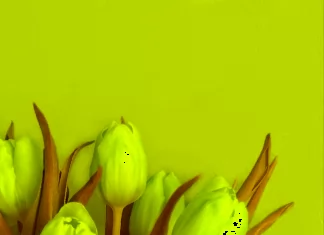 Superb Full HD Tulip Flower Phone Wallpapers Collection