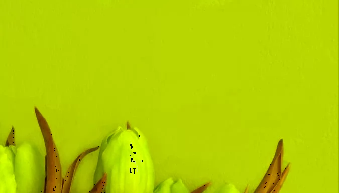 Superb Full HD Tulip Flower Phone Wallpapers Collection