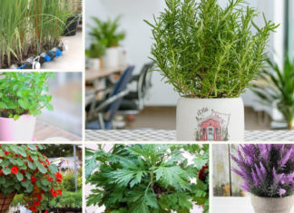 What plants can you grow to repel mosquitoes?