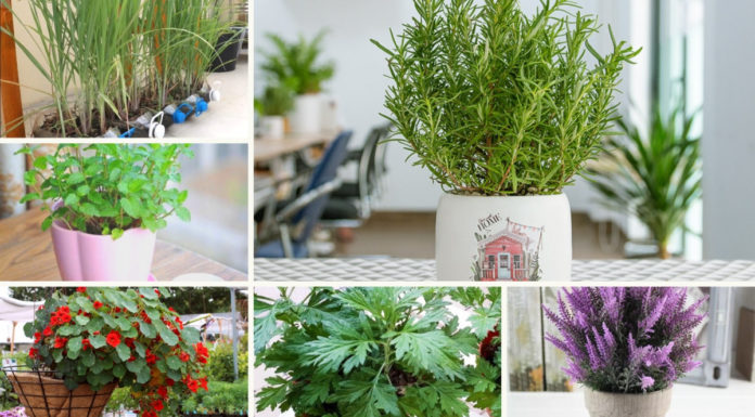 What plants can you grow to repel mosquitoes?