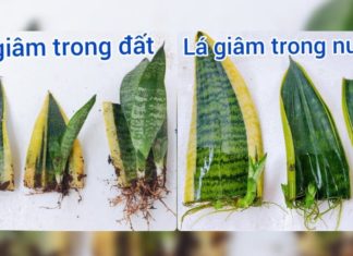 Planting Tiger Tongue Plant from Leaf is Incredibly Easy: Purify Air and Bring Prosperity into Your Home