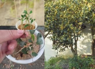 The Ancestral Art of Indoor Gardening: Unlock the Power of Prosperity and Abundance