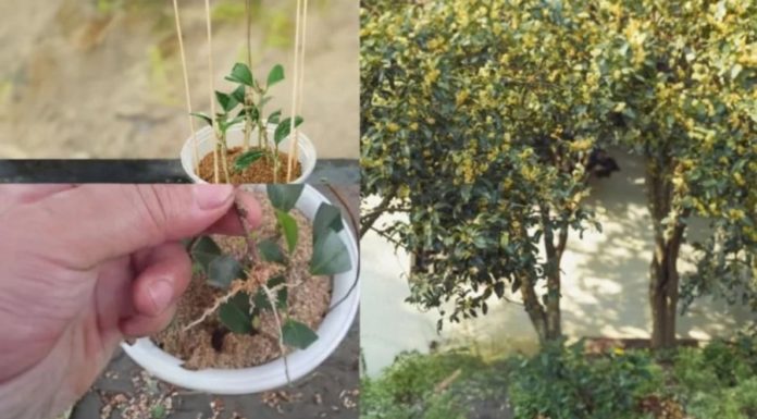 The Ancestral Art of Indoor Gardening: Unlock the Power of Prosperity and Abundance