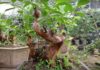 Growing a Star Apple tree in front or behind the house to attract wealth and bring good luck to homeowners?