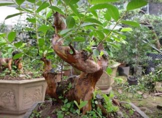 Growing a Star Apple tree in front or behind the house to attract wealth and bring good luck to homeowners?