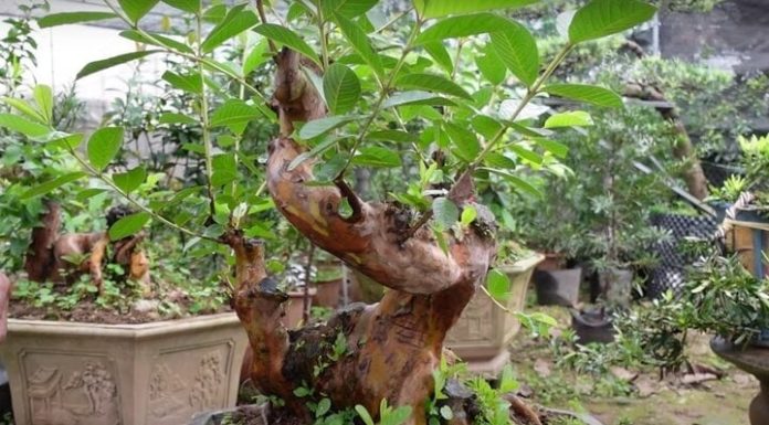 Growing a Star Apple tree in front or behind the house to attract wealth and bring good luck to homeowners?