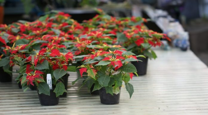 Should I plant a pot of Trang Nguyen flowers in front of my house? Do Trang Nguyen flowers really bring luck, wealth, and success?