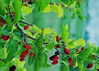 Ancestral Wisdom: Transplanting the Old Strawberry Plant to this Spot Works Wonders