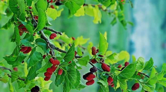 Ancestral Wisdom: Transplanting the Old Strawberry Plant to this Spot Works Wonders
