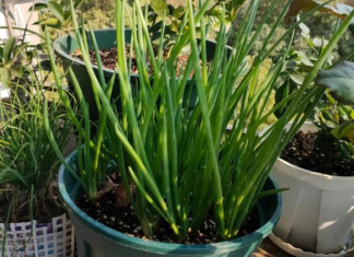 Simple tips for growing scallions on your balcony: Abundant leaves, eat for a month without running out