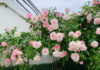 My favorite rose, watering once every half month makes the plant grow vigorously, with abundant blooms all year round.