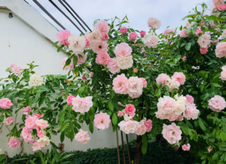 My favorite rose, watering once every half month makes the plant grow vigorously, with abundant blooms all year round.