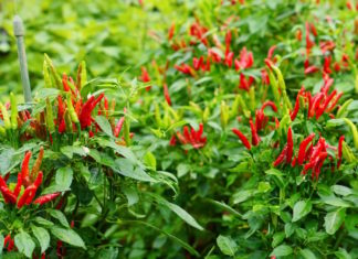 Grow chili peppers like a pro with this secret ingredient for abundant and large fruits!