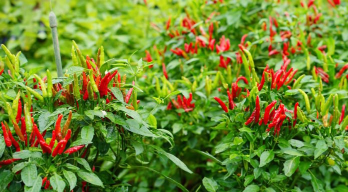 Grow chili peppers like a pro with this secret ingredient for abundant and large fruits!
