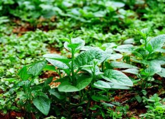 The Cheap and Abundant Vegetable in the Market that is Fearlessly Sprayed with Pesticides is the “King of Vegetables” that Lowers Cholesterol, Prevents Cancer – Get it Now!