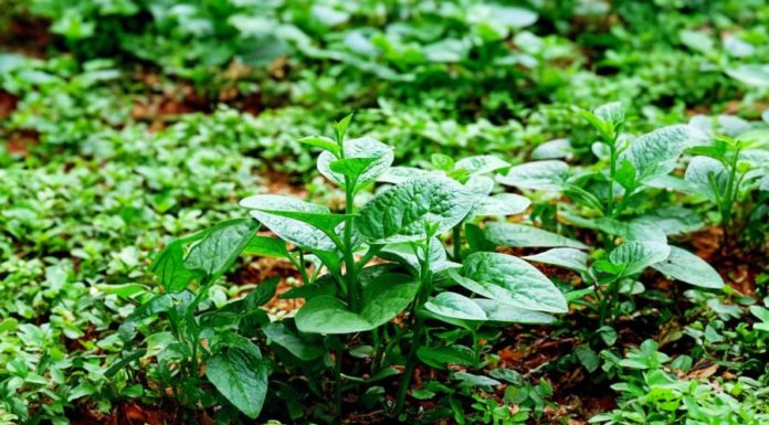 The Cheap and Abundant Vegetable in the Market that is Fearlessly Sprayed with Pesticides is the “King of Vegetables” that Lowers Cholesterol, Prevents Cancer – Get it Now!