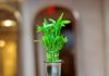 Place the lucky bamboo in this corner of your home to quickly change your fortune and become even wealthier.
