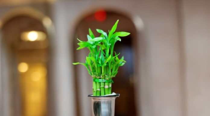 Place the lucky bamboo in this corner of your home to quickly change your fortune and become even wealthier.
