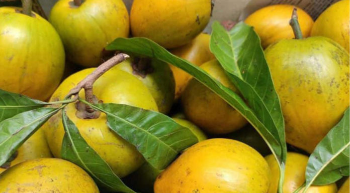 Low egg consumption of lê-ki-ma chicken in Vietnam, while abroad it is selling for 1.5 million due to excellent K prevention