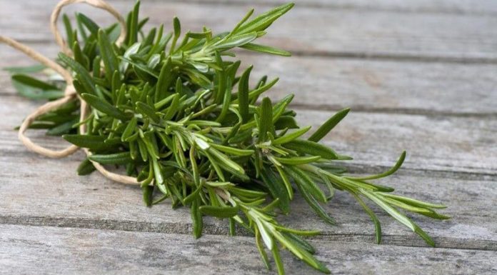 Simple and Long-lasting Homemade Dried Thyme: A Hassle-free Guide