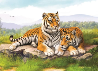 Thai Bach Cleans House: 4-Year-Old Always “Sticks” with Luck, Even Losing Money in 49 Upcoming Days