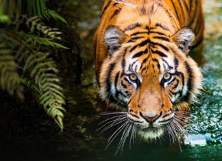 Great Fortune Ahead: 3-Year Prosperity, Dazzling Luck, Money Flowing Like Water After 35!