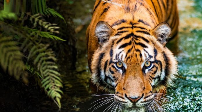 Great Fortune Ahead: 3-Year Prosperity, Dazzling Luck, Money Flowing Like Water After 35!