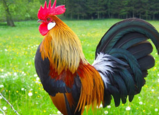 Lucky Charms: Top 3 Zodiac Signs for Financial Success in the Last 2 Months of the Year