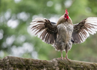 Fortune and Prosperity: 3 Zodiac Animals Welcoming a Fulfilling September, Wealth and Love Blooming, Income Soaring