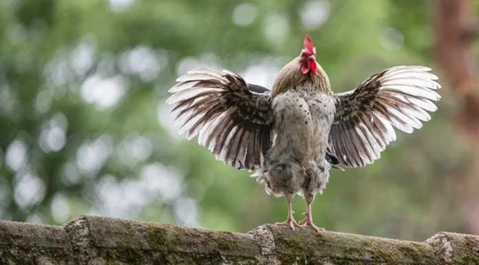 Fortune and Prosperity: 3 Zodiac Animals Welcoming a Fulfilling September, Wealth and Love Blooming, Income Soaring