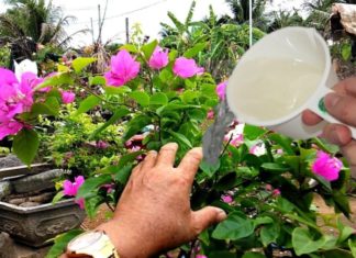 Add this to the water and then water, paper flowers bloom just in time for Lunar New Year