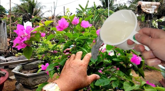 Add this to the water and then water, paper flowers bloom just in time for Lunar New Year