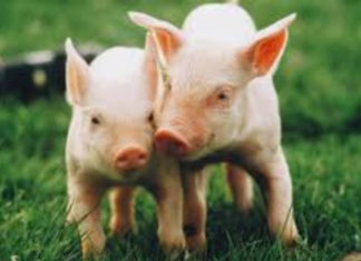 The Stars Align for the Astute: 3 Zodiac Signs with Equanimity, Navigating Obstacles to Embrace Prosperity in 2024