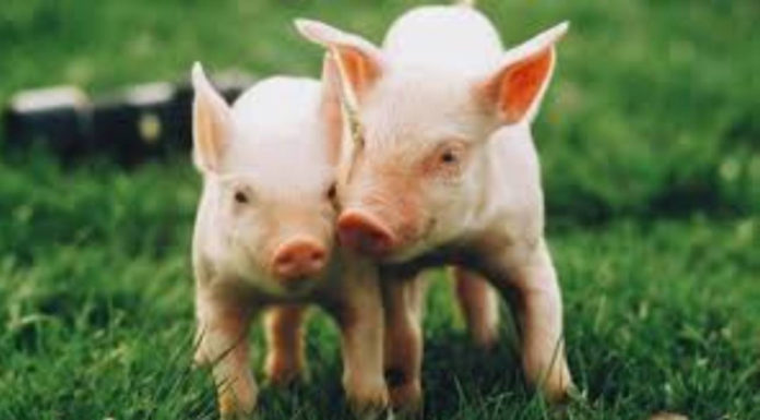 The Stars Align for the Astute: 3 Zodiac Signs with Equanimity, Navigating Obstacles to Embrace Prosperity in 2024