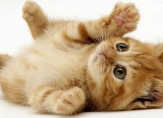 “From Now Till Tet 2024: 3 Years to Soak in Divine Abundance, Transforming Lives and Manifesting Wealth, Even in the Face of Adversity.”