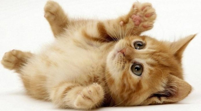 “From Now Till Tet 2024: 3 Years to Soak in Divine Abundance, Transforming Lives and Manifesting Wealth, Even in the Face of Adversity.”