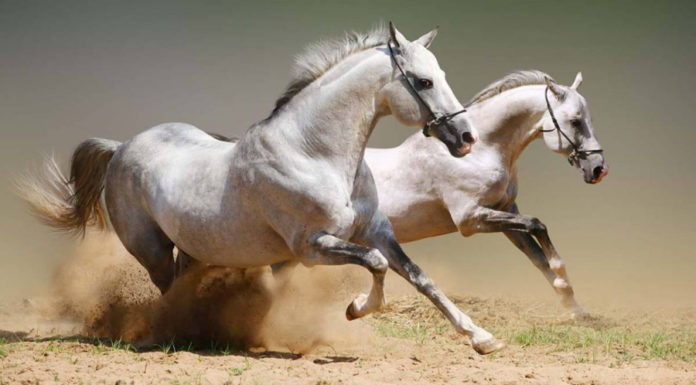 November lucky stars, 3 zodiac signs experience unexpected changes, December brings in a flood of money for home and car purchases.