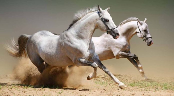 Marriage Horoscope: 3 Zodiac Signs to Experience Complete Happiness in 2024