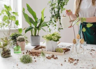 Should I water my plants with warm water during the cold winter weather?