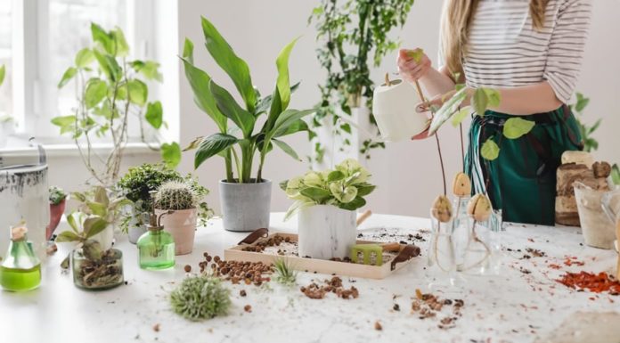 Should I water my plants with warm water during the cold winter weather?