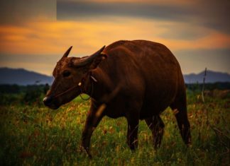 Buddha’s Fate: Live Easy at 3 Years Old, Accumulate Blessings and Fortune Will Come Abundantly