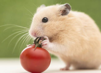 Lucky and Prosperous Zodiac Signs that Bring Abundance to Your Home