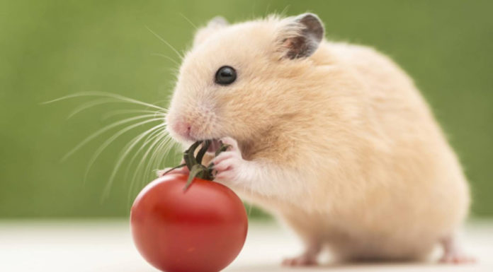 Lucky and Prosperous Zodiac Signs that Bring Abundance to Your Home