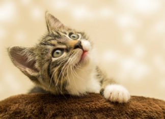 4 Zodiac “lucky as gold” in the last 3 months of 2023: Doubling fortune, running out of money and getting more